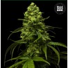 STRAWBERRY FERRY · Bulk Seed Bank · kenevir tohum · Fem