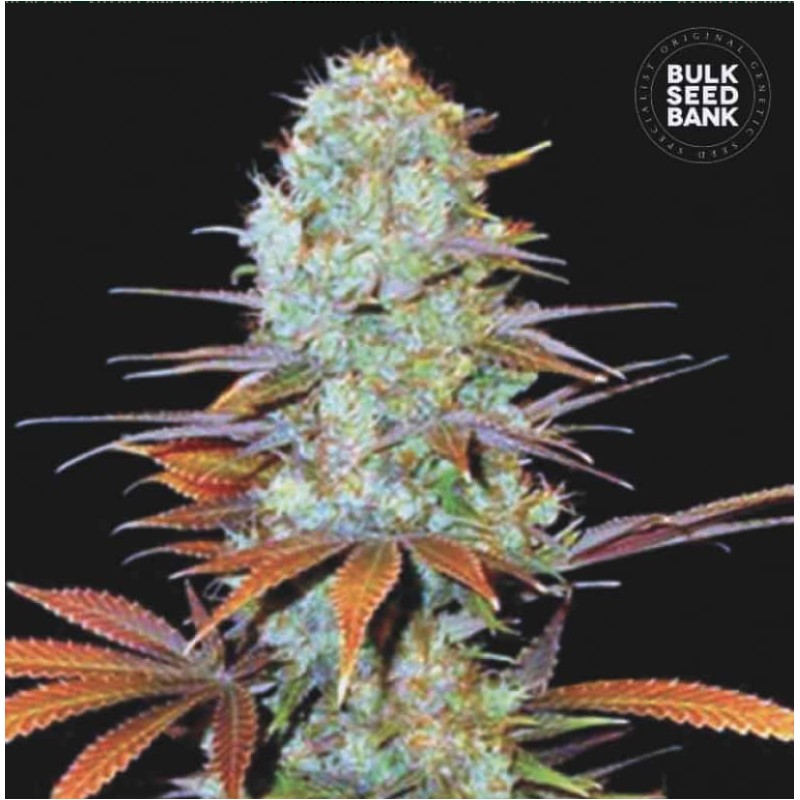 SUNMANGO · Bulk Seed Bank · cannabis seeds · Fem