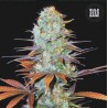 SUNMANGO · Bulk Seed Bank · cannabis samen · Fem