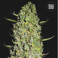 THE UNLIMITED · Bulk Seed Bank · graines de cannabis · Fem