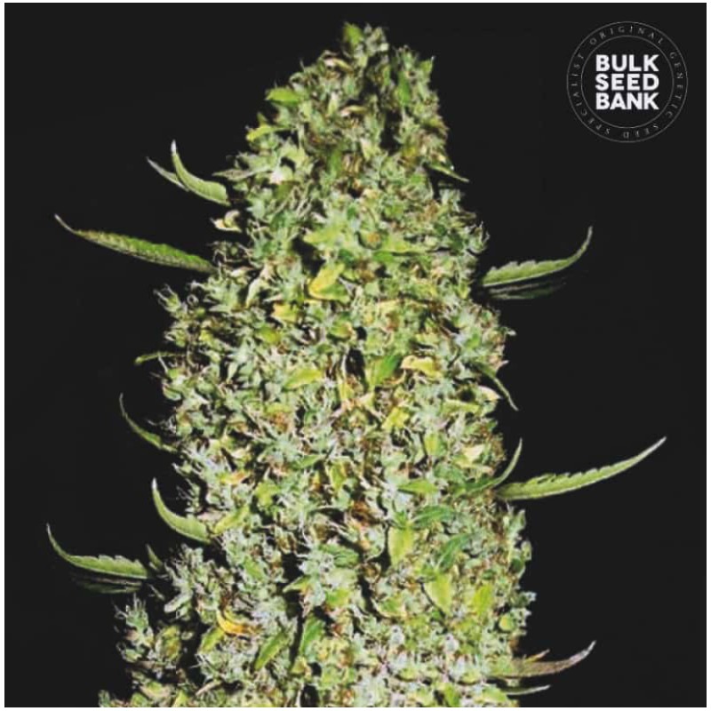 THE UNLIMITED · Bulk Seed Bank · kenevir tohum · Fem