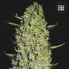 THE UNLIMITED · Bulk Seed Bank · kenevir tohum · Fem