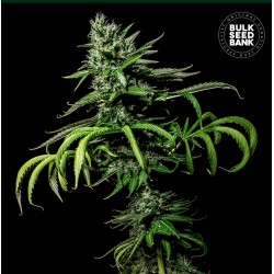 TROPICAL COCONUT · Bulk Seed Bank · graines de cannabis · Fem