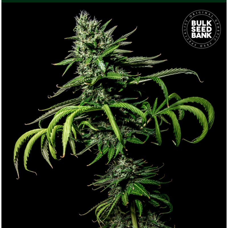 TROPICAL COCONUT · Bulk Seed Bank · sementes de maconha · Fem