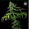TROPICAL COCONUT · Bulk Seed Bank · graines de cannabis · Fem