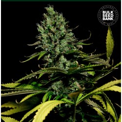 WATERMELON JAM · Bulk Seed Bank · graines de cannabis · Fem
