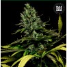 WATERMELON JAM · Bulk Seed Bank · graines de cannabis · Fem