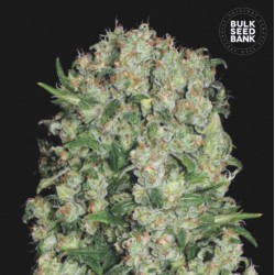 WHITE PRUSSIAN · Bulk Seed Bank · sementes de maconha · Fem