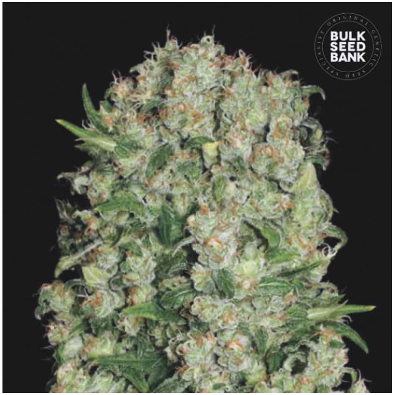 WHITE PRUSSIAN · Bulk Seed Bank · kenevir tohum · Fem
