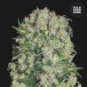 WHITE PRUSSIAN · Bulk Seed Bank · cannabis seeds · Fem