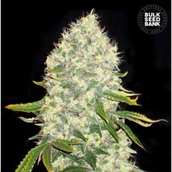 WHITE WIDOW · Bulk Seed Bank · graines de cannabis · Fem