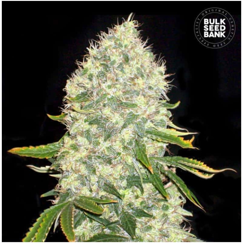 WHITE WIDOW · Bulk Seed Bank · sementes de maconha · Fem