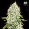 WHITE WIDOW · Bulk Seed Bank · kenevir tohum · Fem