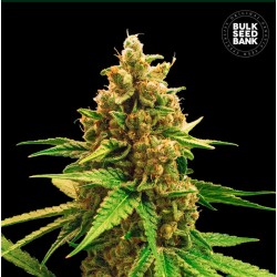 WINNING CAKE · Bulk Seed Bank · cannabis samen · Fem