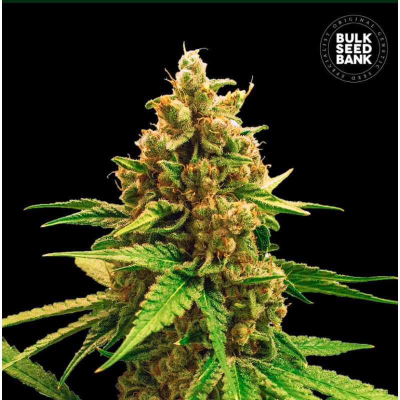 WINNING CAKE · Bulk Seed Bank · kenevir tohum · Fem