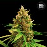 WINNING CAKE · Bulk Seed Bank · graines de cannabis · Fem