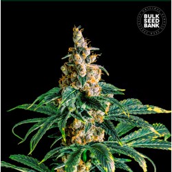 ZKITTLY ZI ZI · Bulk Seed Bank · sementes de maconha · Fem