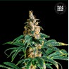 ZKITTLY ZI ZI · Bulk Seed Bank · cannabis seeds · Fem
