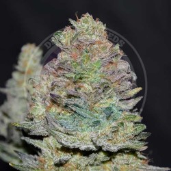 DELICIOUS COOKIES AUTO · Delicious · sementes de maconha · AutoFem