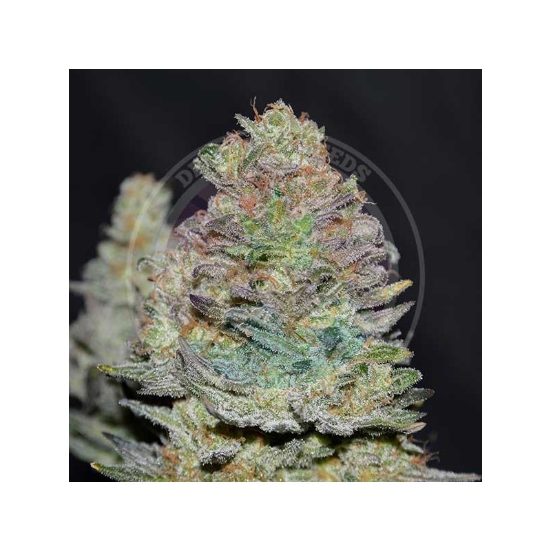 DELICIOUS COOKIES AUTO · Delicious · cannabis samen · kaufen  AutoFem