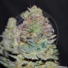 DELICIOUS COOKIES AUTO · Delicious · sementes de maconha · AutoFem
