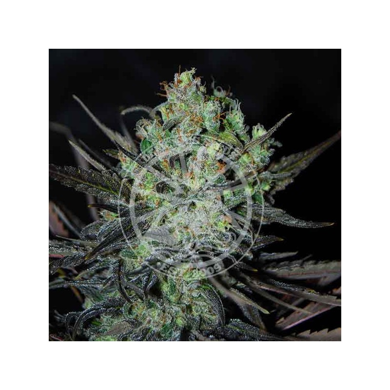 ELEVEN ROSES AUTO · Delicious · cannabis samen · kaufen AutoFem