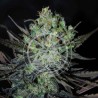 ELEVEN ROSES AUTO · Delicious · cannabis samen · kaufen  AutoFem