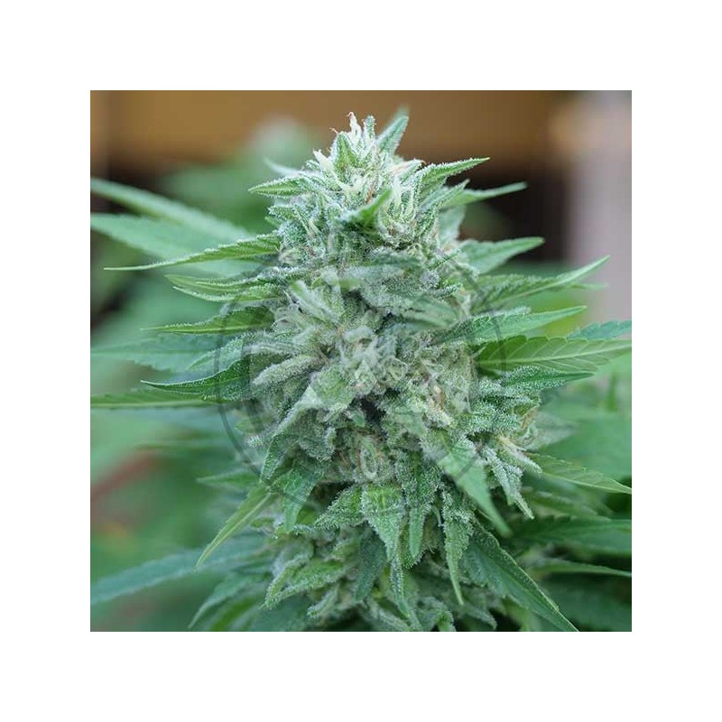MOBY DELICIOUS · Delicious · cannabis samen · Fem