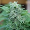 MOBY DELICIOUS · Delicious · cannabis samen · Fem