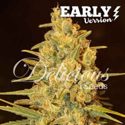CRITICAL SENSI STAR EARLY VERSION · Delicious · sementes de maconha · Fem