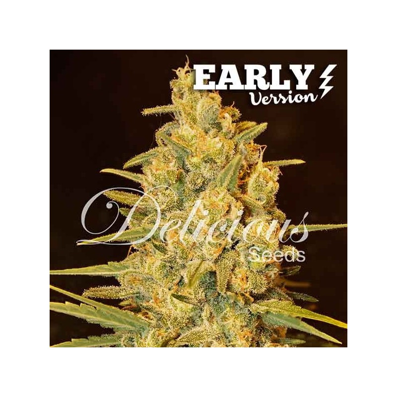 CRITICAL SENSI STAR EARLY VERSION · Delicious · cannabis samen · Fem