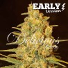 CRITICAL SENSI STAR EARLY VERSION · Delicious · cannabis samen · Fem