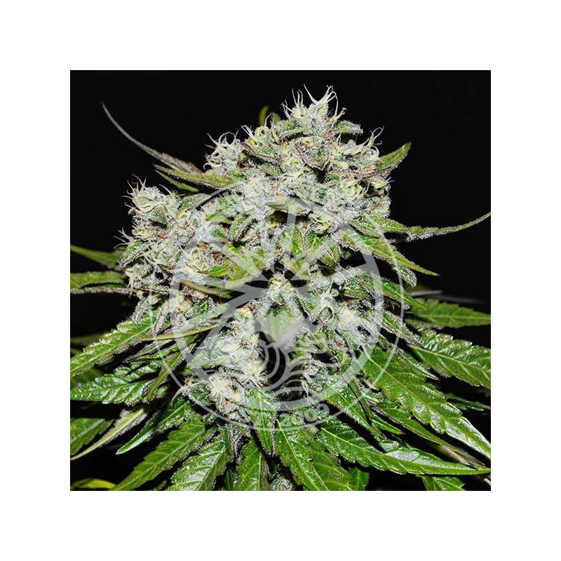 NEVILLE`S ROSE AUTO · Delicious · cannabis samen · kaufen  AutoFem