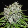 NEVILLE`S ROSE AUTO · Delicious · cannabis samen · kaufen  AutoFem