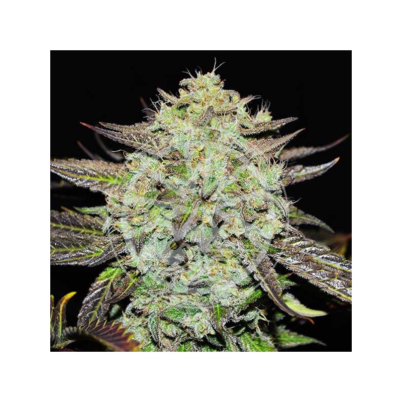 PURPLE MANGO KUSH · Delicious · cannabis samen · Fem