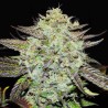 PURPLE MANGO KUSH · Delicious · graines de cannabis · Fem