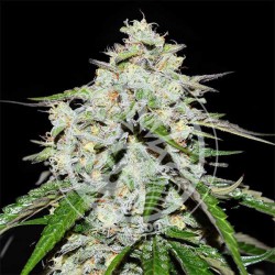 SPACE COOKIES AUTO · Delicious · graines de cannabis · AutoFem