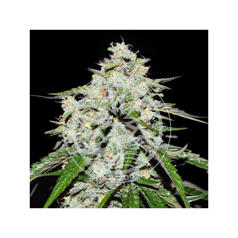SPACE COOKIES AUTO · Delicious · cannabis samen · kaufen AutoFem