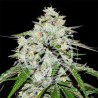 SPACE COOKIES AUTO · Delicious · cannabis samen · kaufen  AutoFem