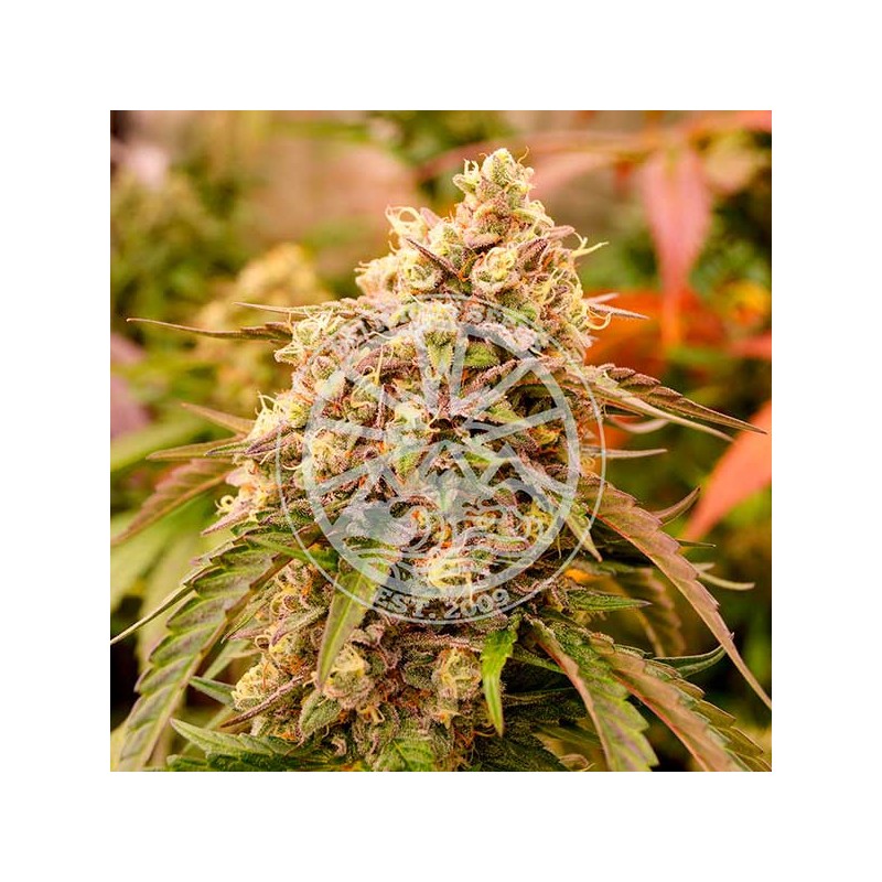 SUNDAY PUNCH · Delicious · cannabis samen · Fem