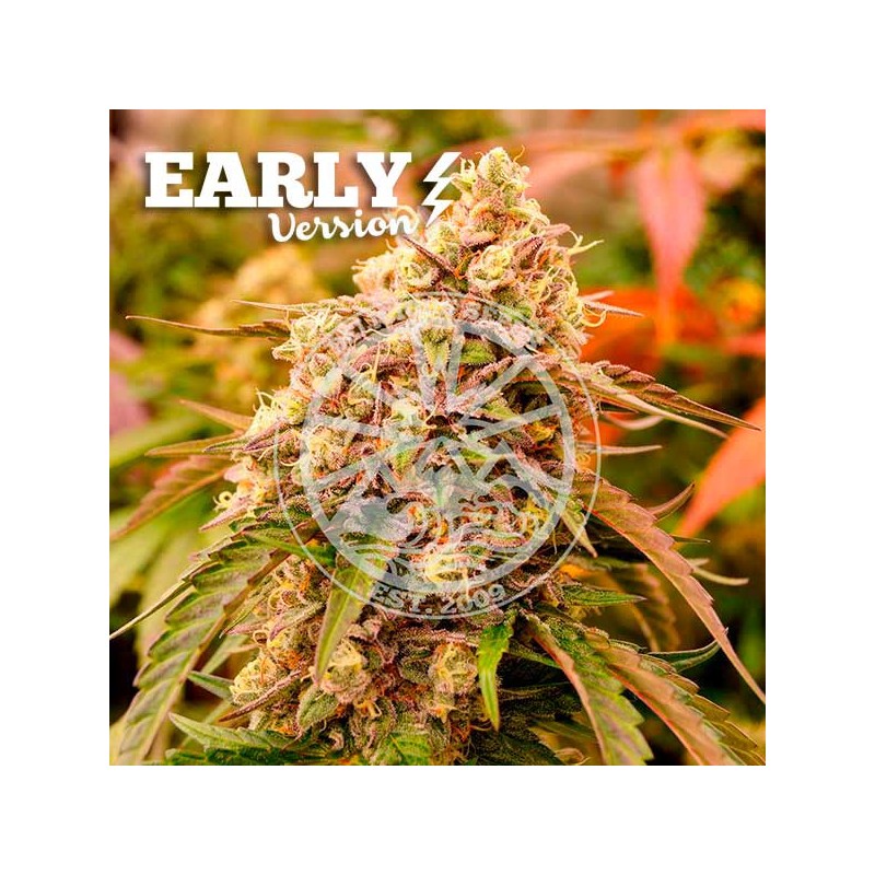 SUNDAY PUNCH EARLY VERSION · Delicious · sementes de maconha · Fem