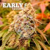 SUNDAY PUNCH EARLY VERSION · Delicious · cannabis samen · Fem