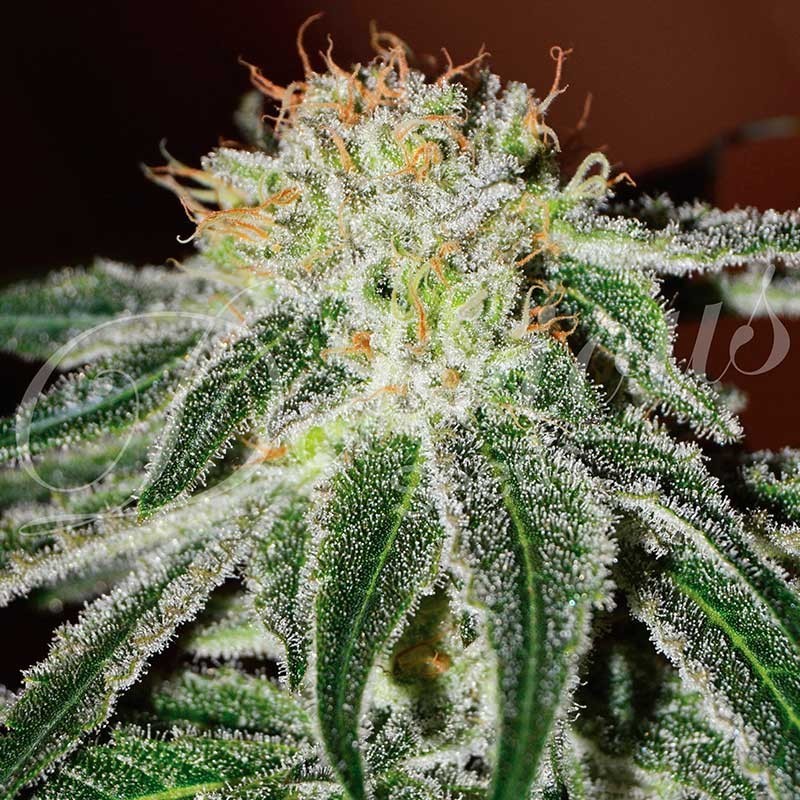 BLACK RUSSIAN · Delicious · kenevir tohum · Disi · Fem