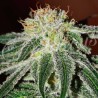 BLACK RUSSIAN · Delicious · sementes de maconha · Fem