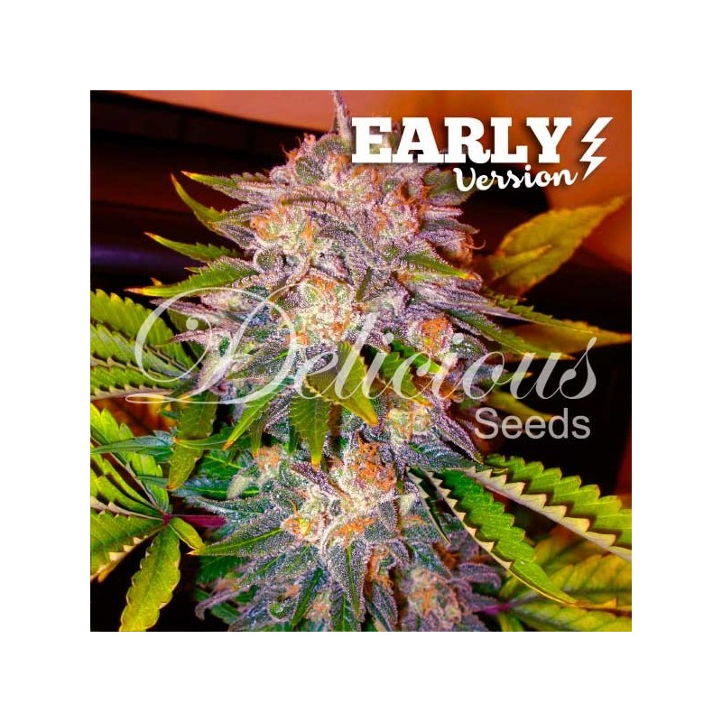 CARAMELO EARLY VERSION · Delicious · cannabis samen · Fem