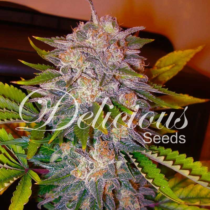 CARAMELO · Delicious · kaufen cannabis samen · Fem
