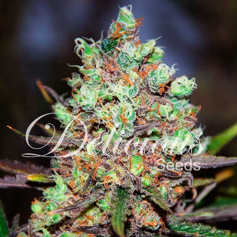 COTTON CANDY KUSH · Delicious · graines de cannabis  · Fem