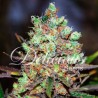COTTON CANDY KUSH · Delicious · sementes de maconha  · Fem