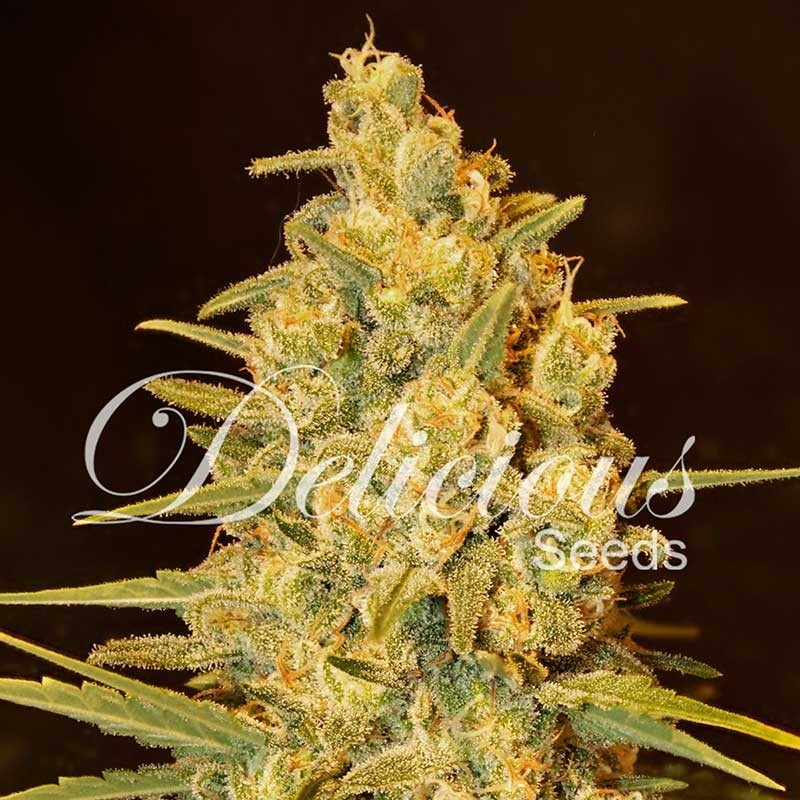 CRITICAL SENSI STAR · Delicious · kaufen cannabis samen · Fem