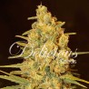 CRITICAL SENSI STAR · Delicious · cannabis seeds · Fem